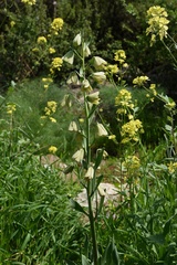 Fritillaria persica