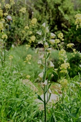 Fritillaria persica