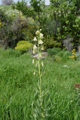 Fritillaria persica