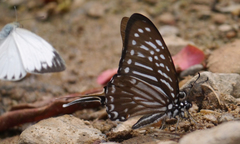Graphium macareus