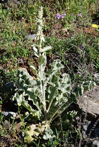 Verbascum undulatum, photograph 4