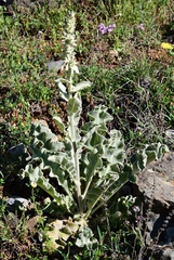 (c) milan kořínek, some rights reserved (CC BY) Verbascum undulatum, photograph (c) milan kořínek, some rights reserved (CC BY)