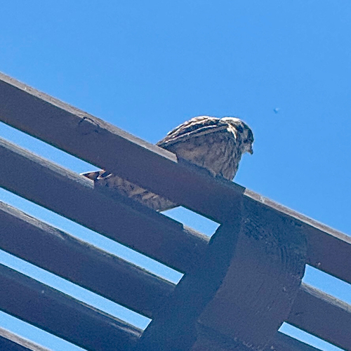 American Kestrel observed by blevine