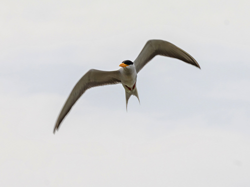 River Tern
