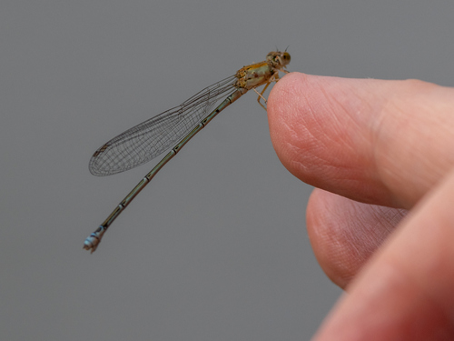 Orange-faced Sprite
