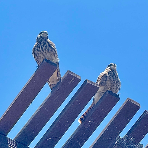 American Kestrel observed by blevine