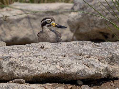 Great Stone-curlew
