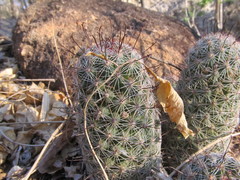 Mammillaria sheldonii