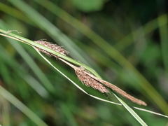 Carex raoulii