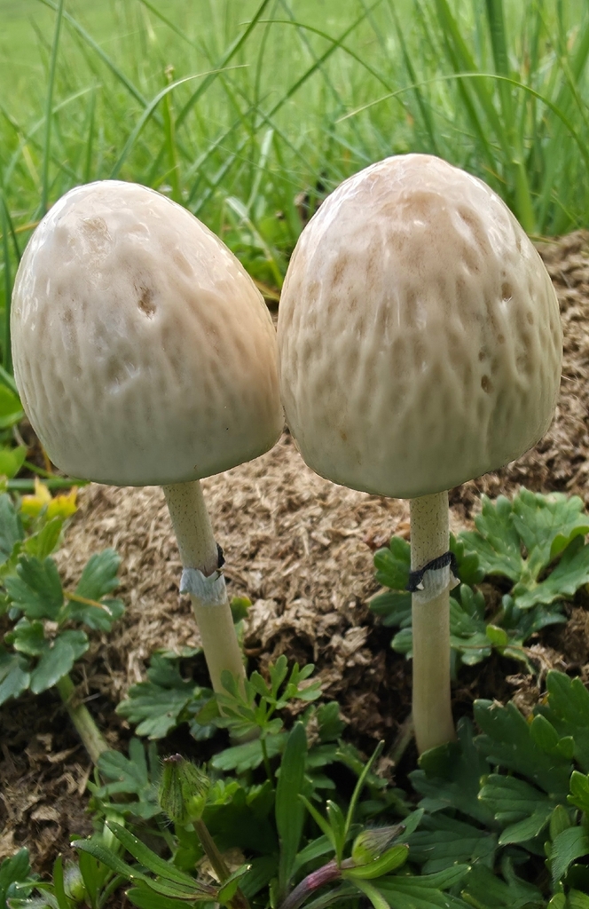 Panaeolus semiovatus