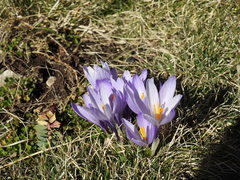 Crocus neapolitanus
