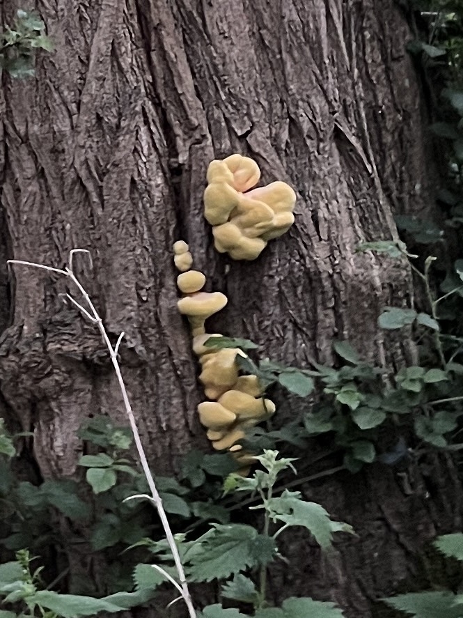 Laetiporus sulphureus · May 2026 · photo: © jennwren (iNaturalist, cc-by)