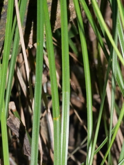 Carex raoulii