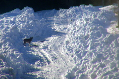 Canis lupus lupus