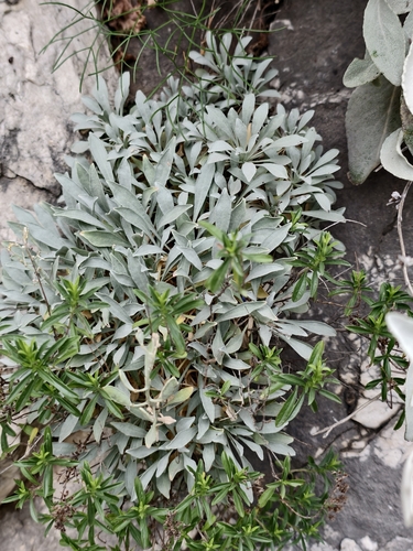 Resetnikia triquetra, photograph 1
