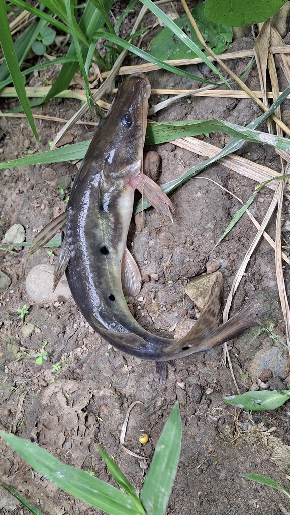 Porthole shovelnose catfish (Hemisorubim platyrhynchos) — Pimelodidae