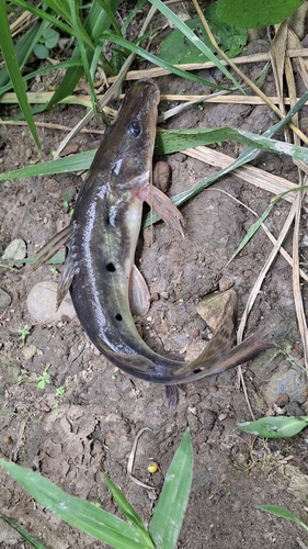 Porthole shovelnose catfish (Hemisorubim platyrhynchos) — Pimelodidae