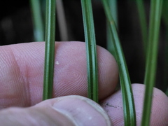 Carex raoulii