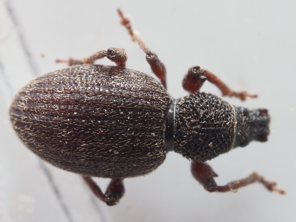Weevil
