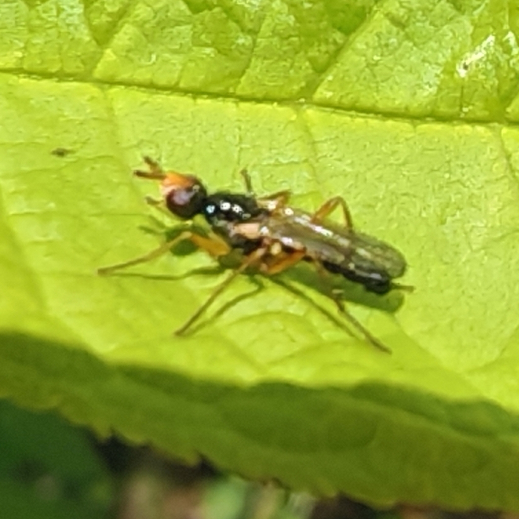 Hexamitocera