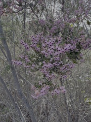 Erica canaliculata, photograph (c) Haneef Tayob, some rights reserved (CC BY)