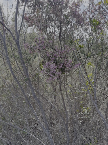 Erica canaliculata, photograph 4