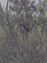 Erica canaliculata, photograph (c) Haneef Tayob, some rights reserved (CC BY)