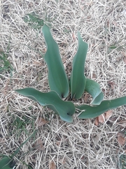 Tulipa