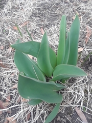 Tulipa