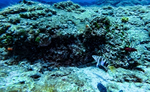 Serranus scriba