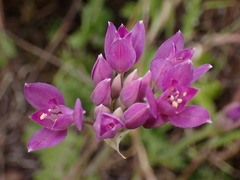 Allium dichlamydeum, photograph (c) Cricket Raspet, some rights reserved (CC BY)