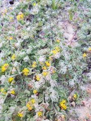 Acmispon heermannii