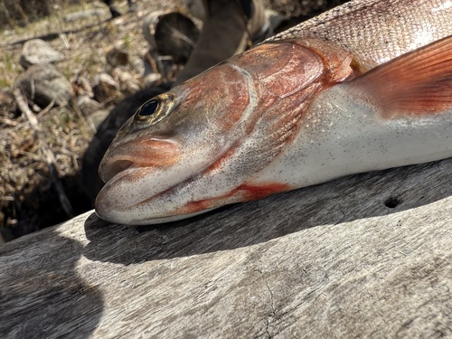 Rainbow Trout