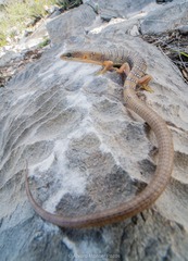 Farr's Alligator Lizard photo 2