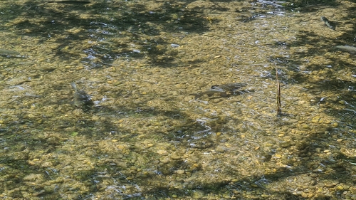 Cyprinus carpio