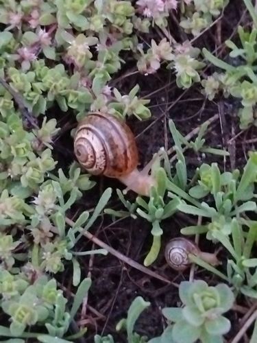 Portugala inchoata