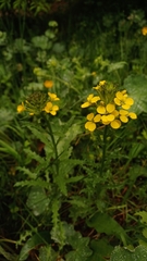 Erysimum odoratum, photograph author not stated, no rights reserved