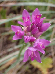 Allium dichlamydeum, photograph (c) Cricket Raspet, some rights reserved (CC BY)