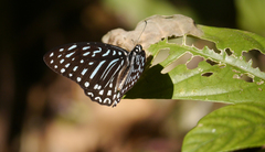 Graphium megarus