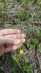 Hypoxis juncea