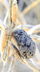 Gymnetis litigiosa