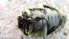Gymnetis litigiosa
