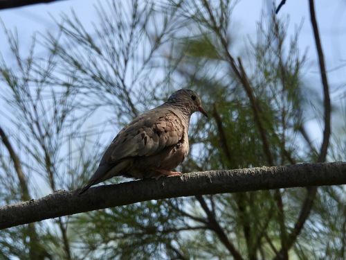 Common Ground Dove observed by allisonhelm9