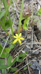 Hypoxis juncea