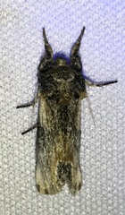 Walterella ocellata