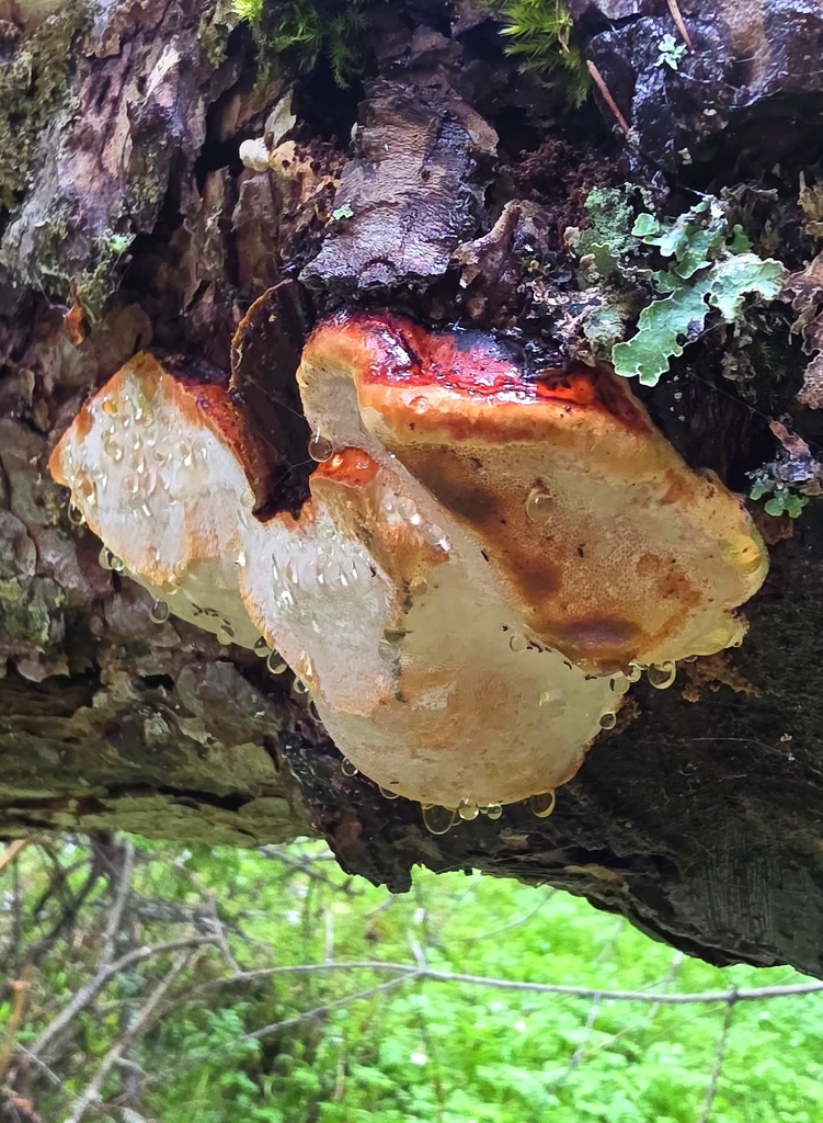 Fomitopsis pinicola · May 2026 · photo: © glacial (iNaturalist, cc-by)