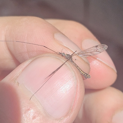 Tipula beatula