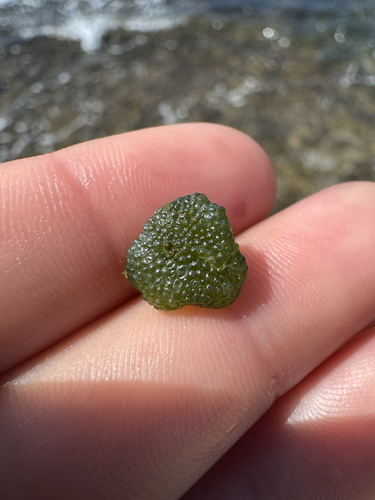 Dictyosphaeria cavernosa observed 2026-05-11