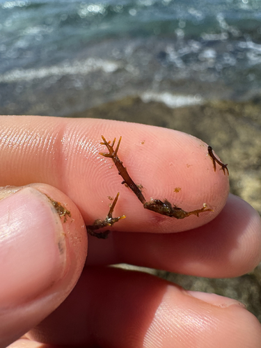 Gelidiella acerosa observed 2026-05-11