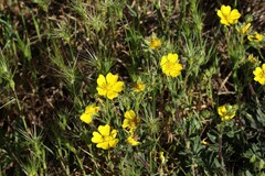 Potentilla hirta